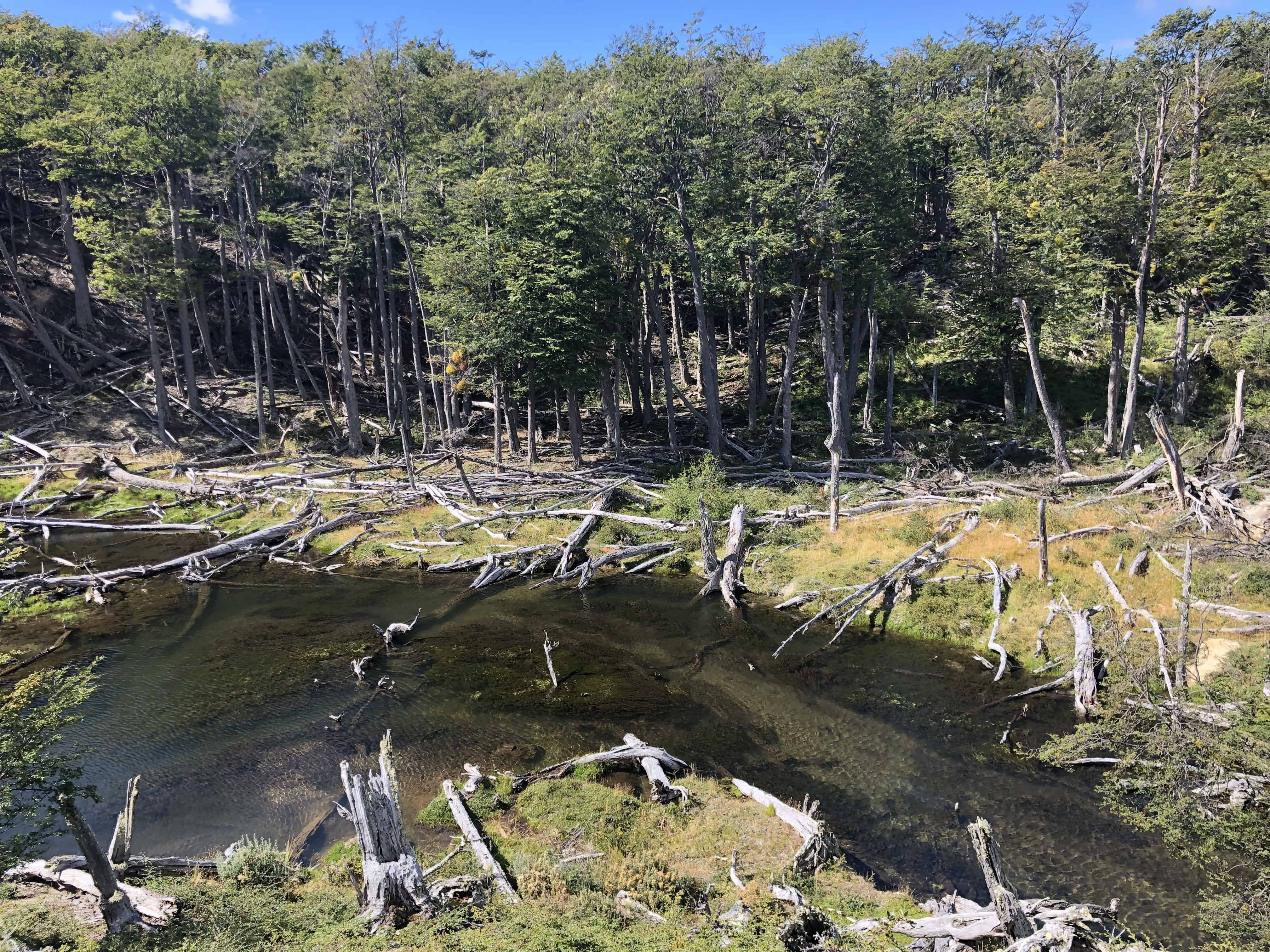 Beaver Tree Destruction