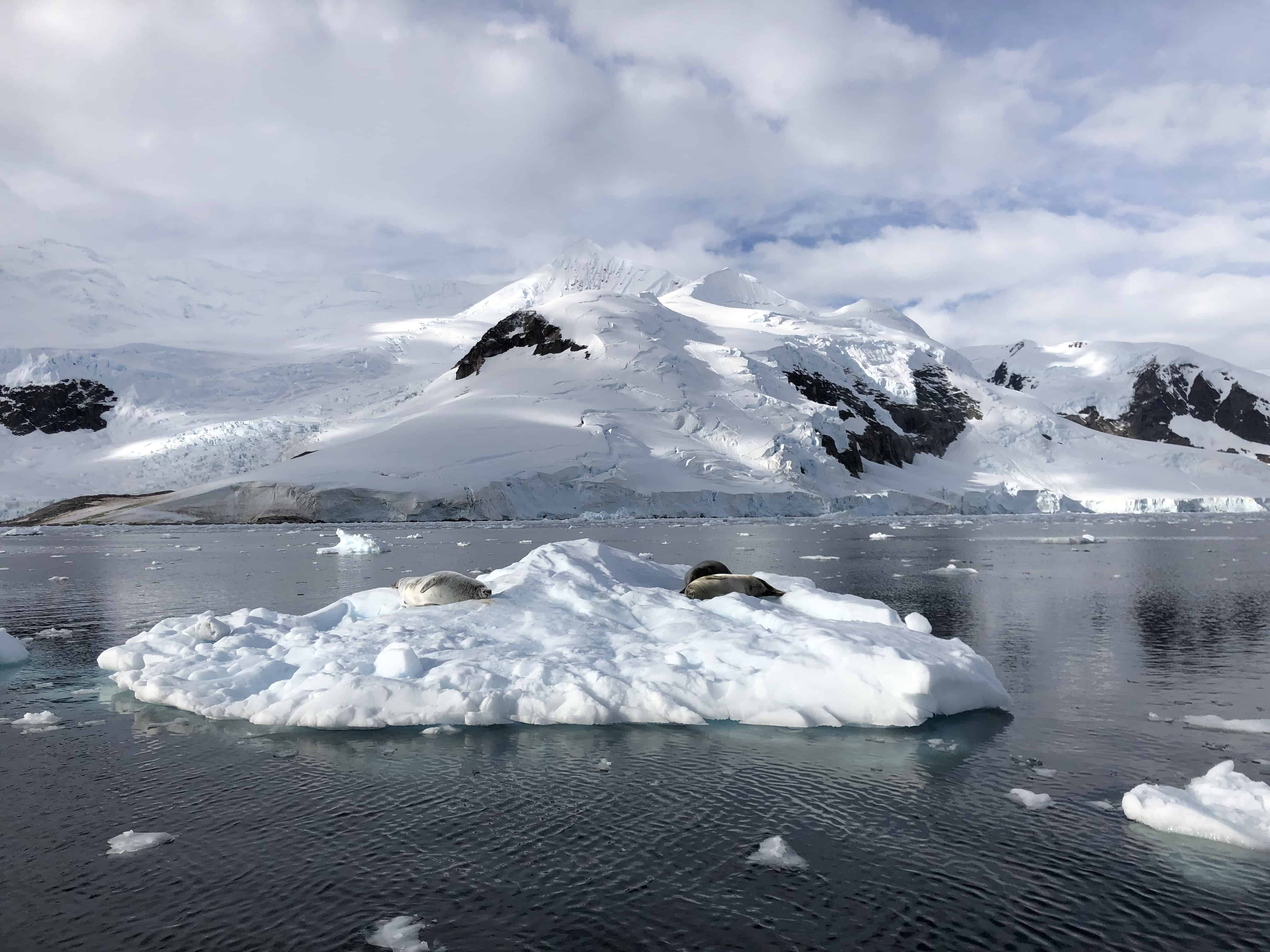 Just some seals chillin' on ice with a cool backdrop.