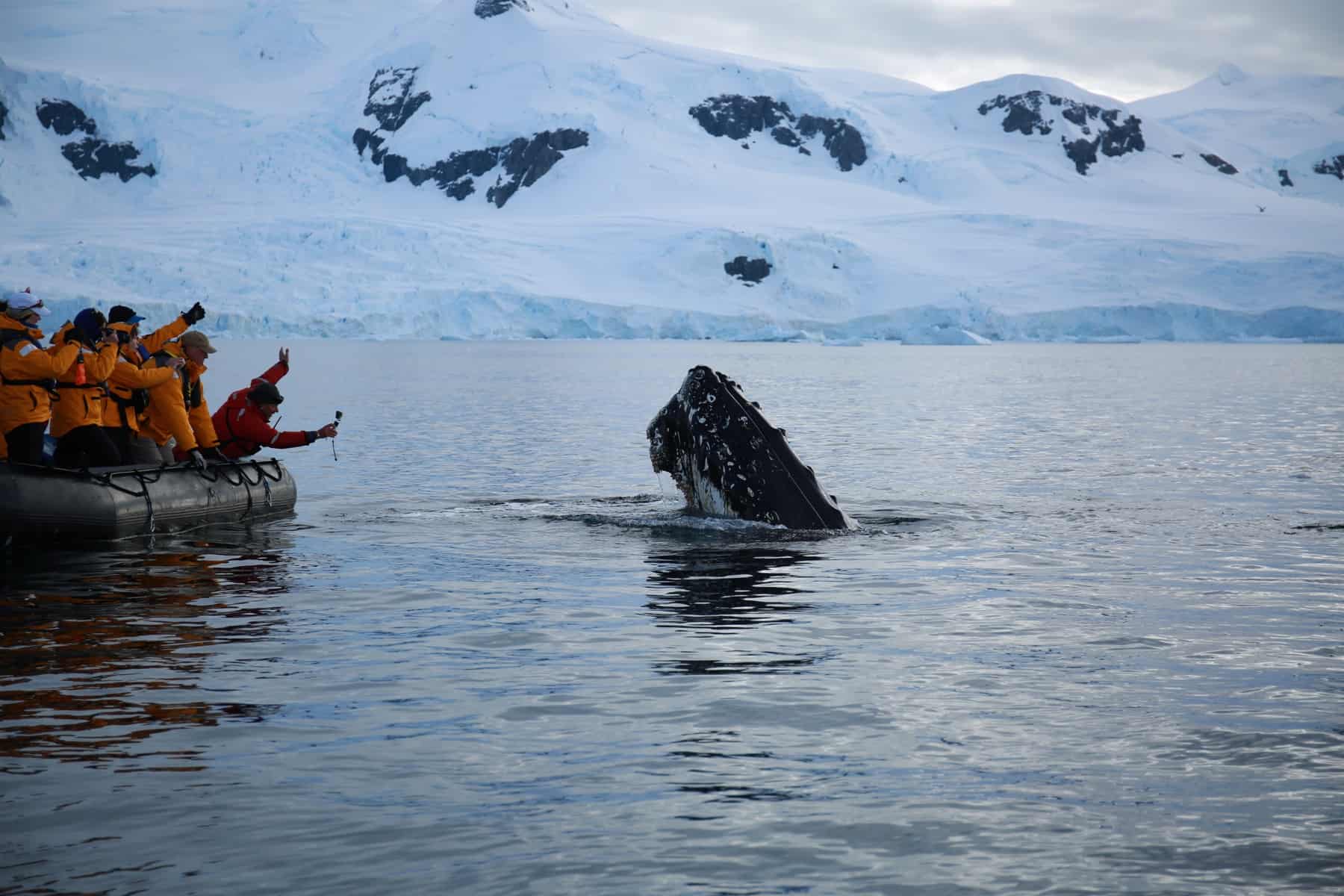 Humpback coming up our of the water next to a zodiac.