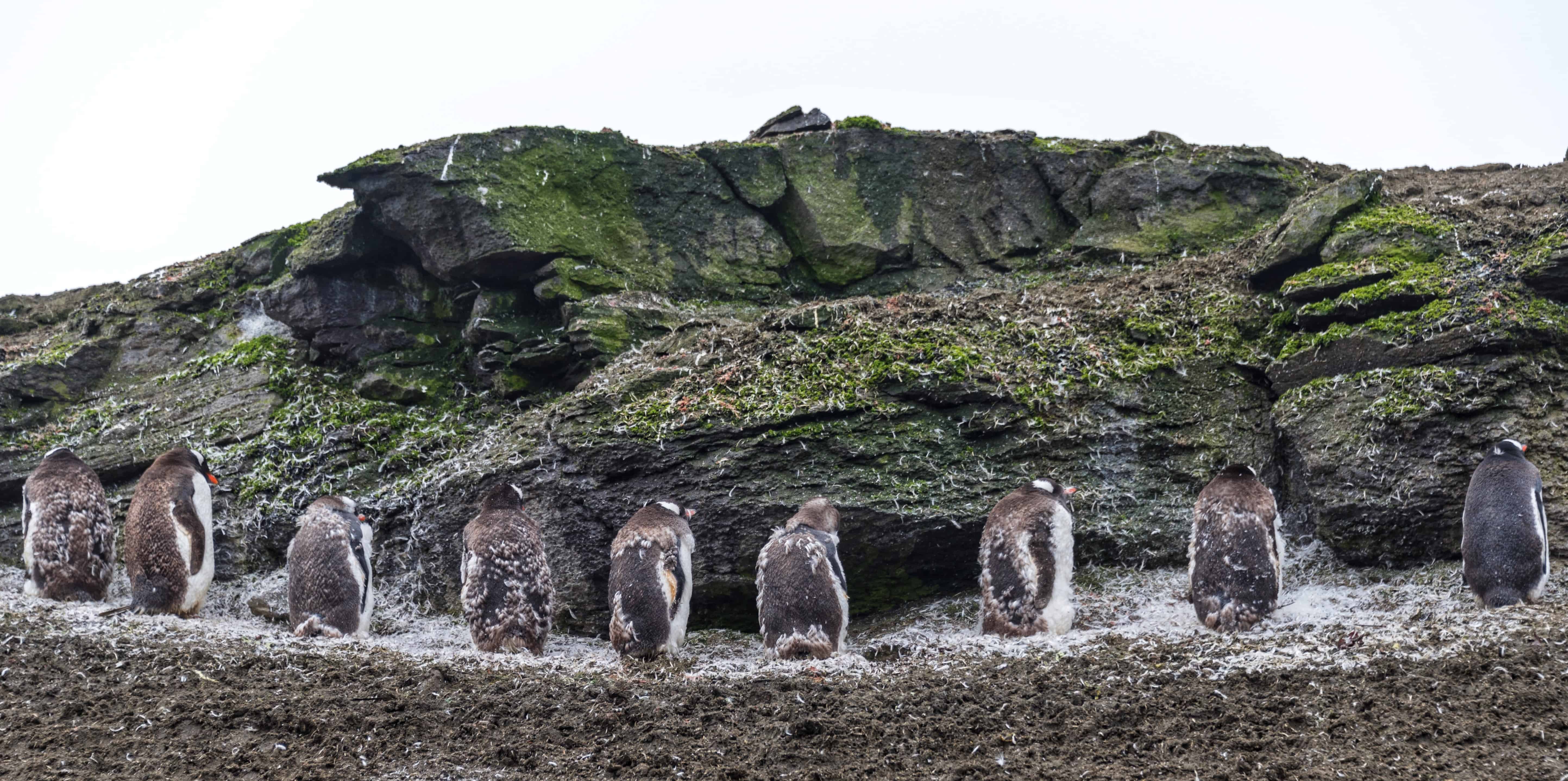 Molting Penguins at Elephant Point on Livingston Island, Antarctica