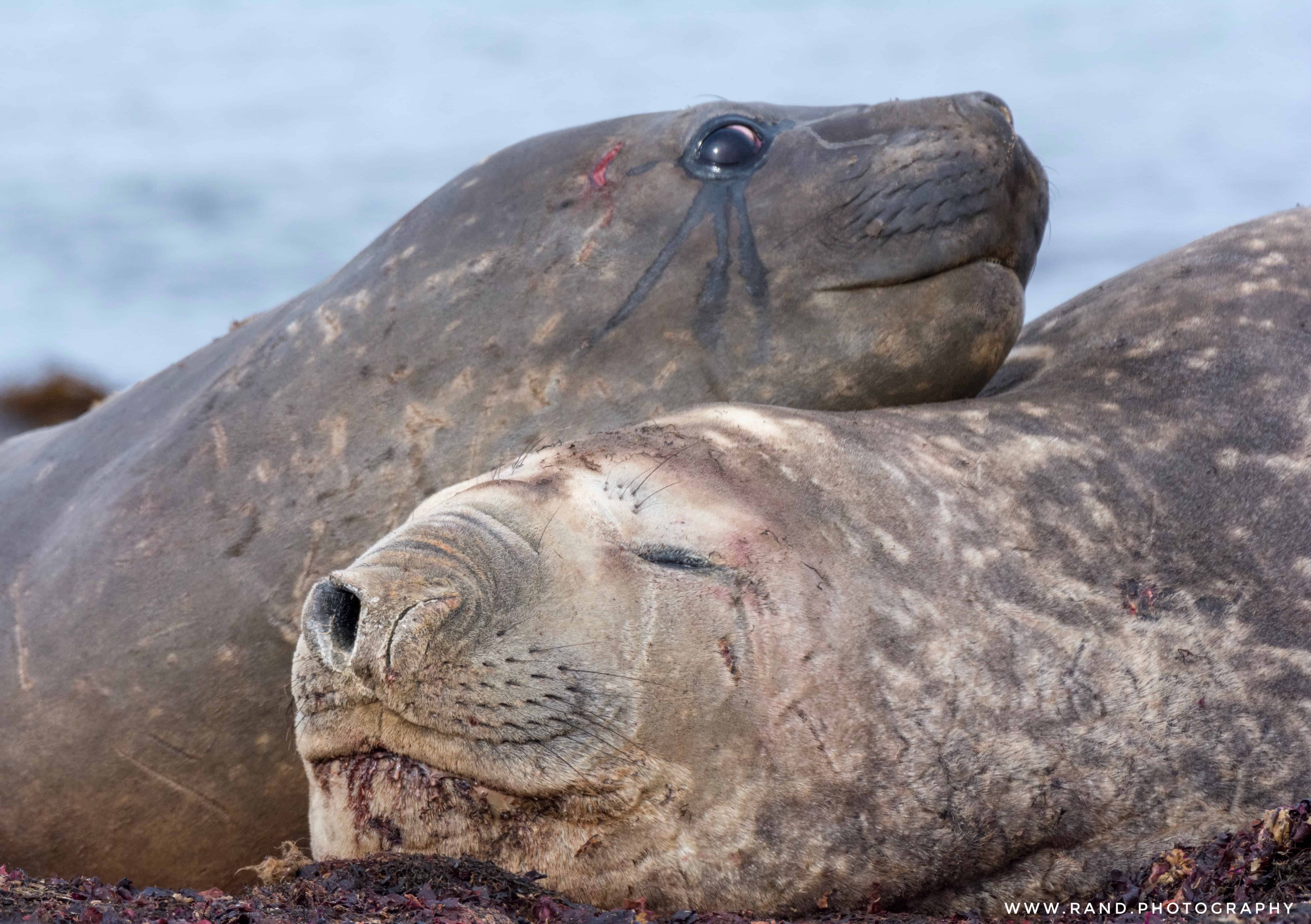 Elephant Seals at Livingston Island, Antarctica. Photo credit to my friend Rand Smith.