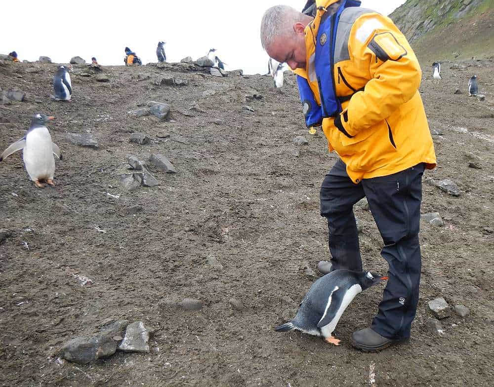 Curious penguin waddling up to me at Aitcho Island, Antarctica